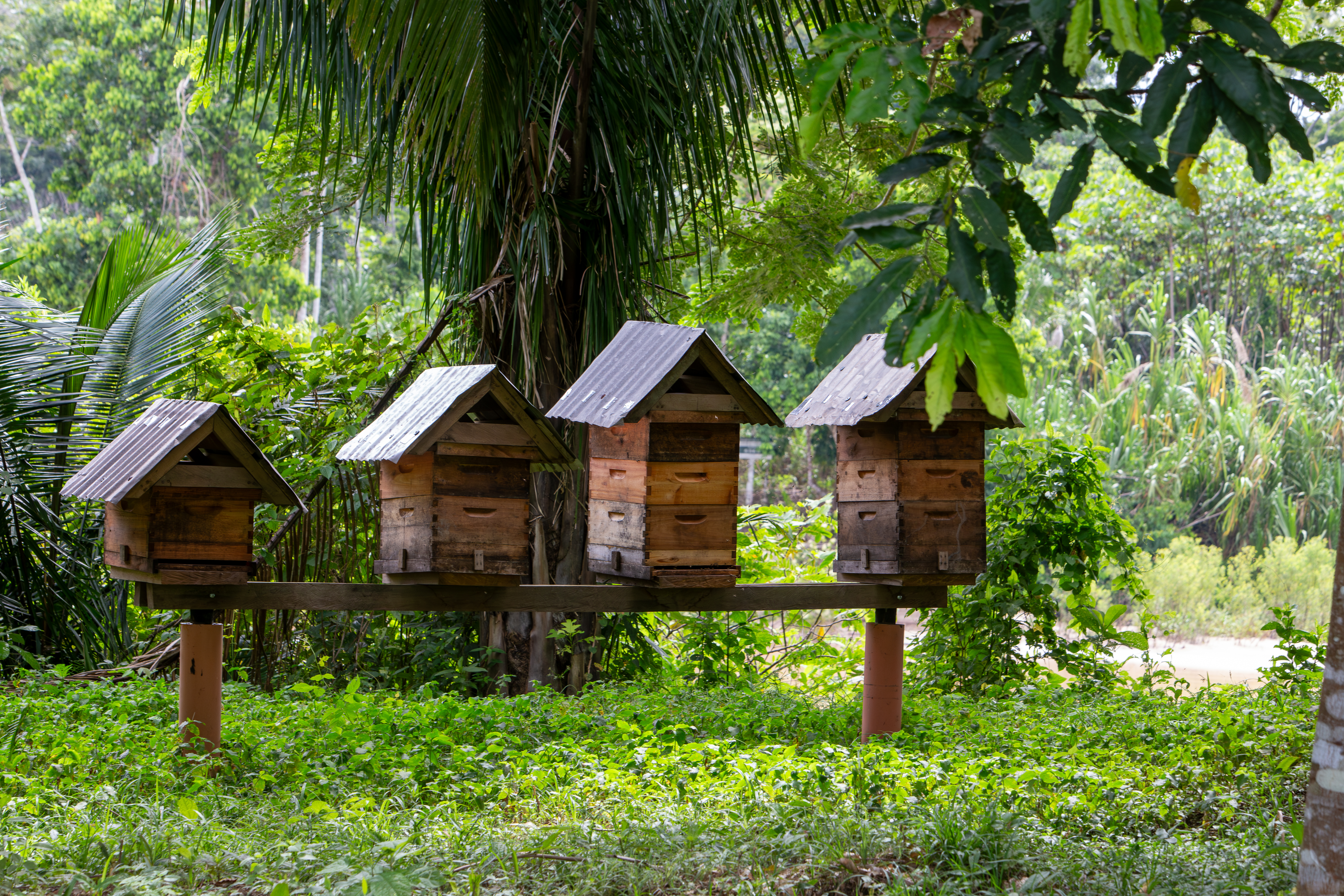 Floresta vista aérea